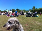 Milo at the picnic